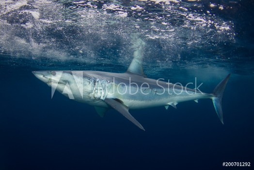 Picture of A short fin mako shark